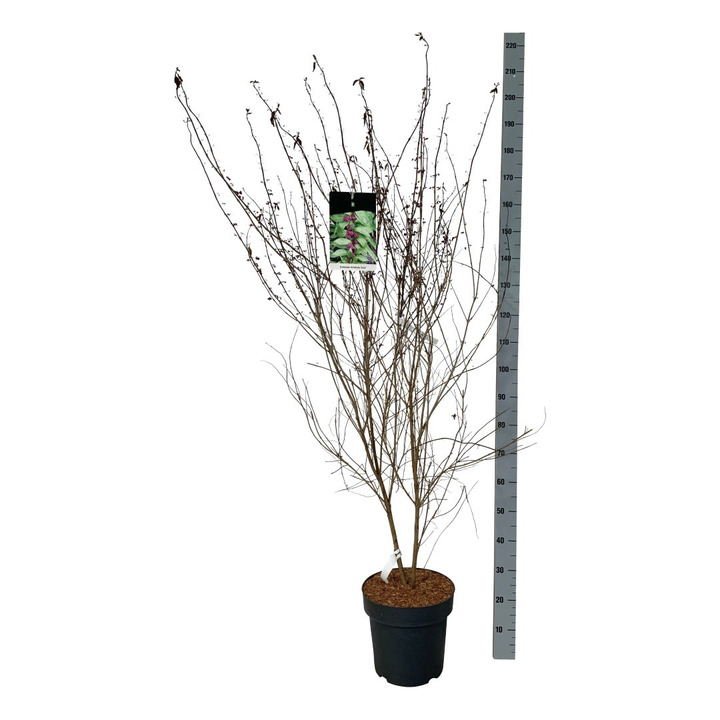 Vaisuolė Azijinė (Lot Callicarpa dichotoma) 'Issai' C15 100-125 CM