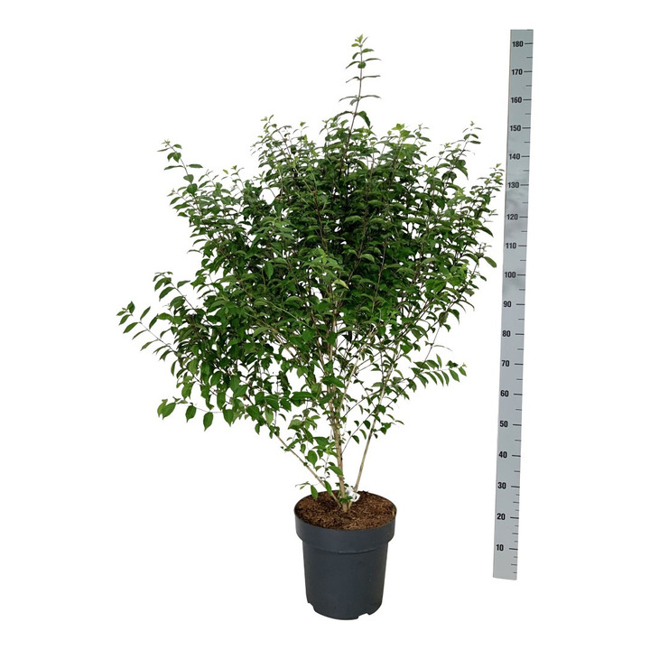Vaisuolė Azijinė (Lot Callicarpa dichotoma) 'Issai' C15 100-125 CM