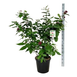Kalikantas puošnusis (Lot Calycanthus flor.) 'Aphrodite' C30 100-125CM EXTRA - nuotrauka 2