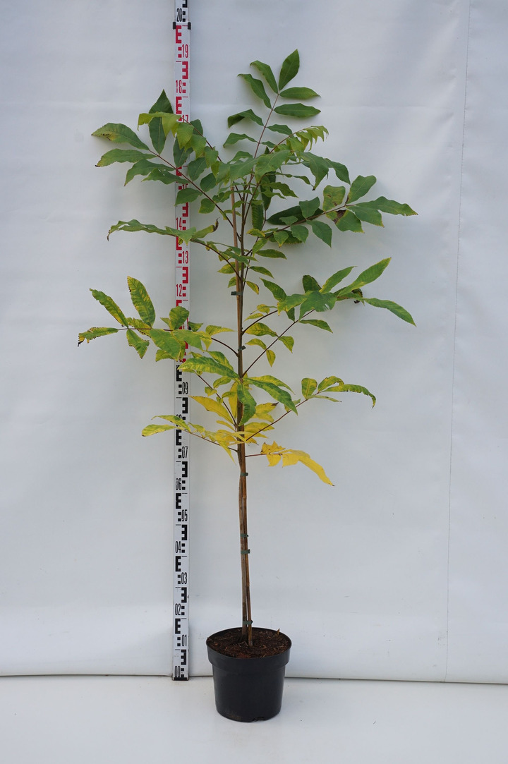 Karija pekanas (Lot Carya illinoinensis) C7,5/P26 80-100 CM