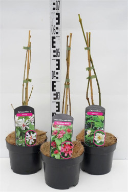 Kalikantas MIX (Lot Calycanthus in) C3/P19 30-50 CM