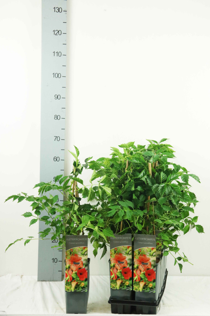 Ląstūnė stambiažiedė (Lot Campsis grandiflora) C2/P17 40-60 CM 3 STICK