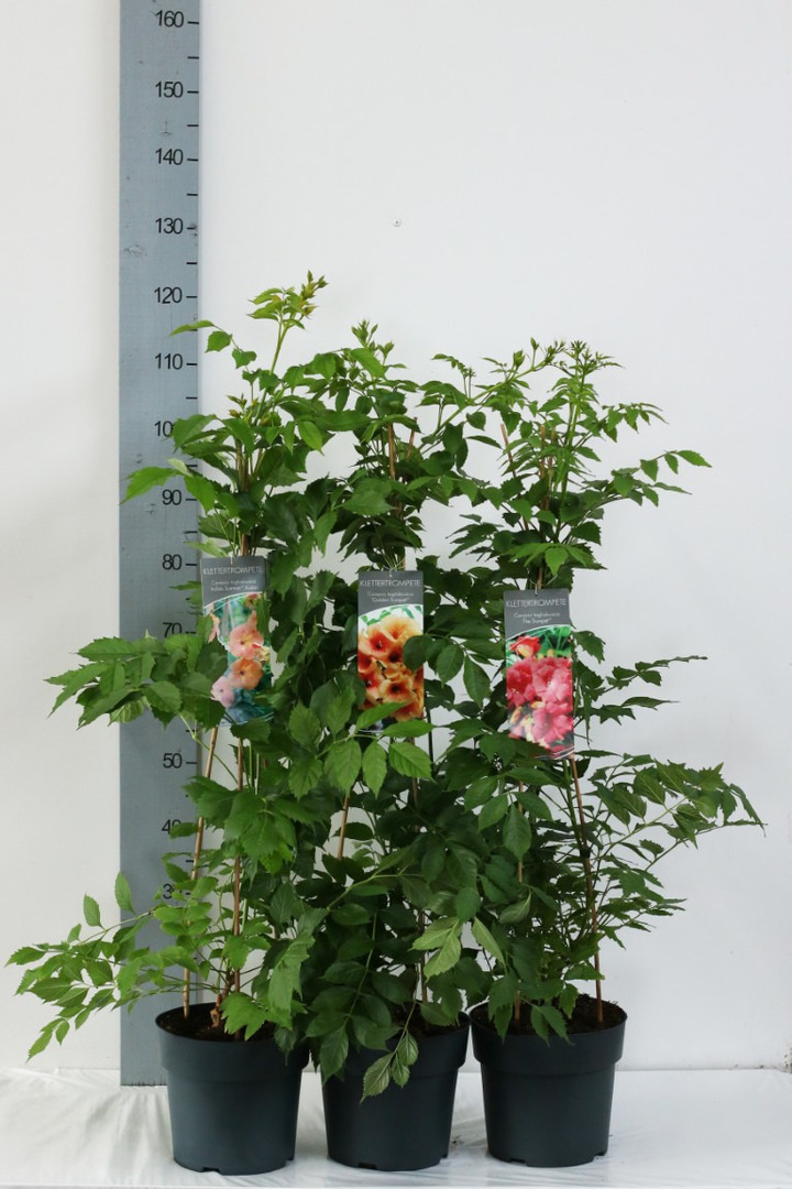 Ląstūnė MIX (Lot Campsis in) C5/P23 80-100 CM