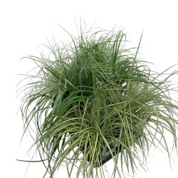 Viržis MIX (Lot Carex in) C2/P17