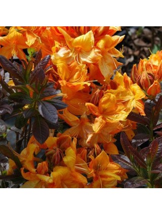 Azalija (Lot Azalea) 'KLONDYKE' C15-AZALIJOS-KRŪMAI