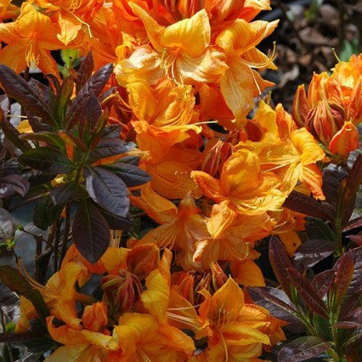 Azalija (Lot Azalea) 'KLONDYKE' C15-AZALIJOS-KRŪMAI