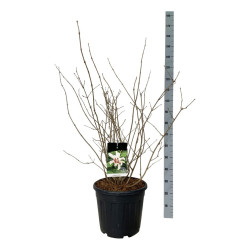 Kalikantas (Lot Calycanthus) 'Venus' C30 60-80 CM EXTRA - nuotrauka 1