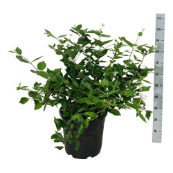 Kalikantas (Lot Calycanthus) 'Venus' C30 60-80 CM EXTRA - nuotrauka 2