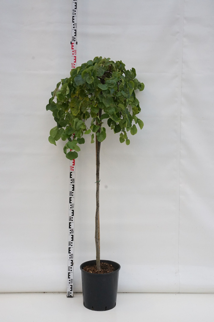 Cercis kanadinis (Lot Cercis canadensis) C18 STIEBAS 120 CM
