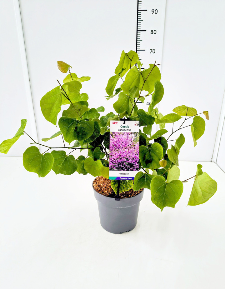 Cercis kanadinis (Lot Cercis canadensis) C4/P21 40-60 CM
