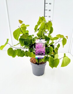 Cercis kanadinis (Lot Cercis canadensis) C4/P21 40-60 CM - nuotrauka 2
