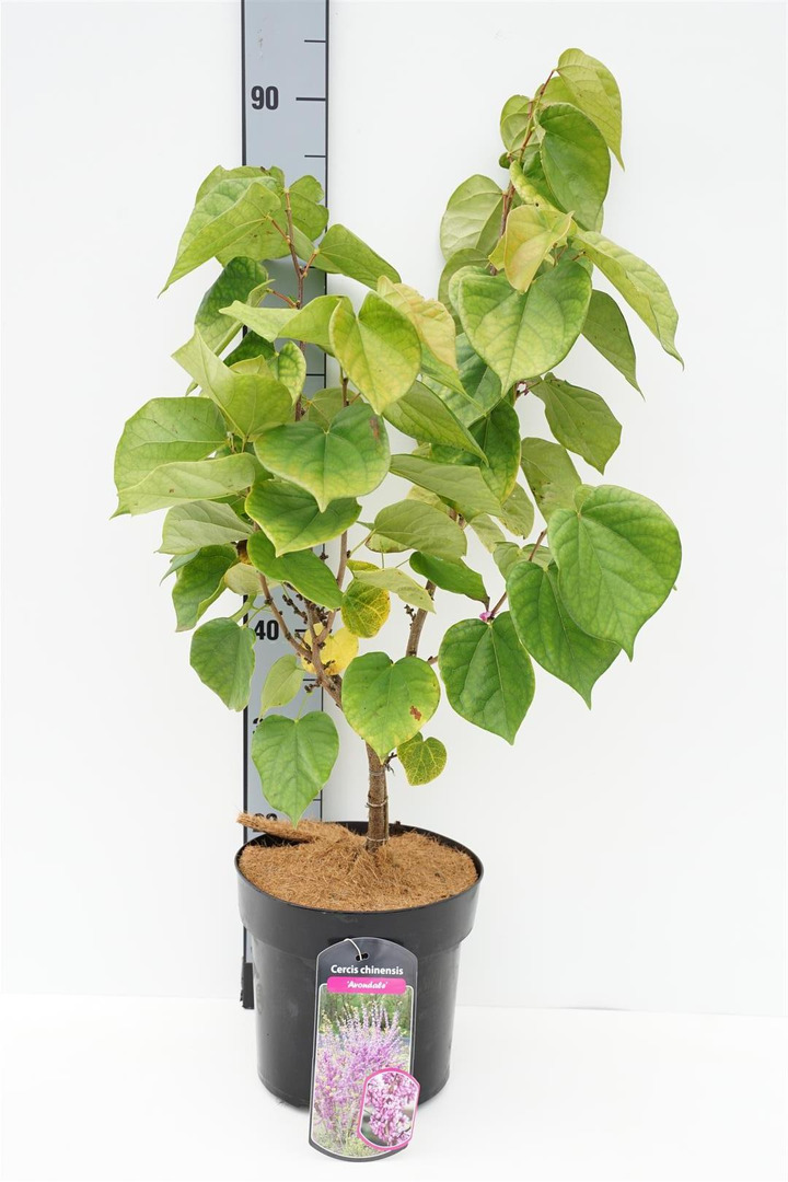 Cercis kininis (Lot Cercis chin.) 'Avondale' C7/P24 50-60 CM