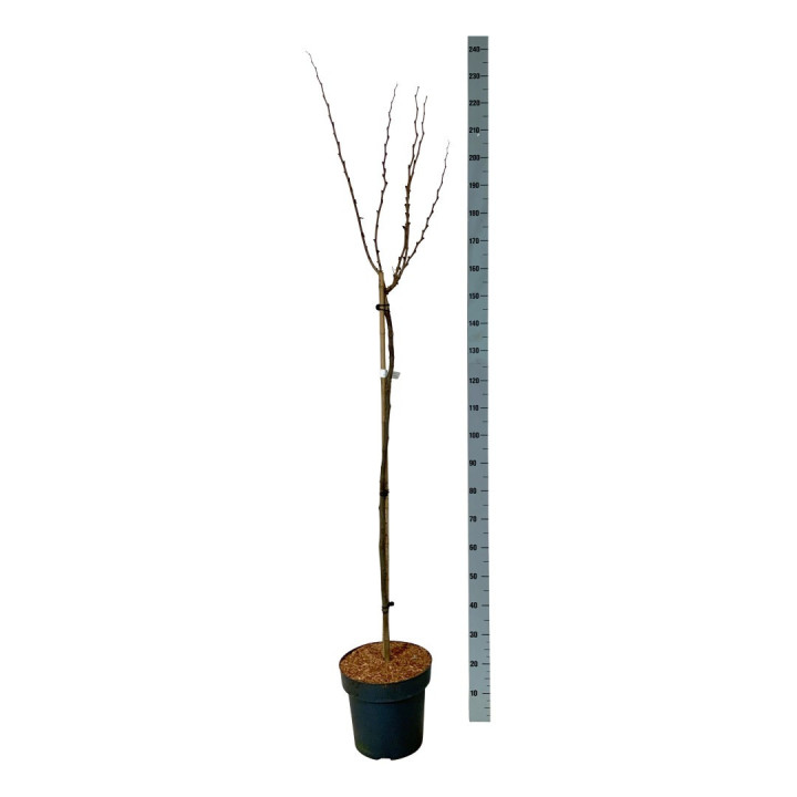 Cercis kininis (Lot Cercis chin.) 'Avondale' C15 STIEBAS 120 CM