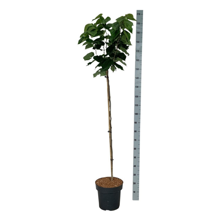 Cercis kininis (Lot Cercis chin.) 'Avondale' C15 STIEBAS 120 CM