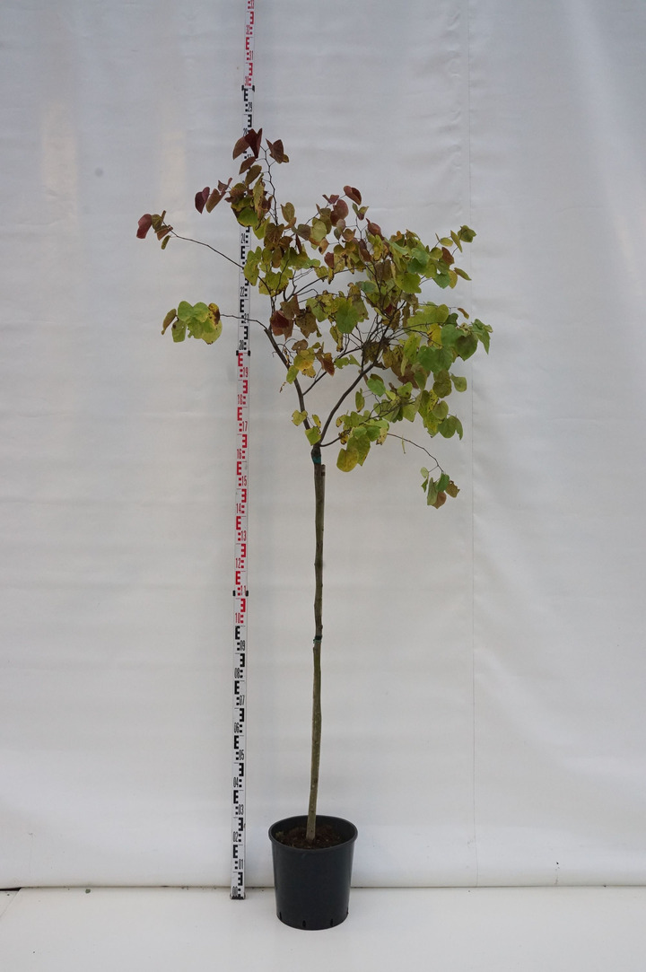 Kanadinis cercis (Lot Cercis can.) 'Eternal Flame' C18 STIEBAS 120 CM