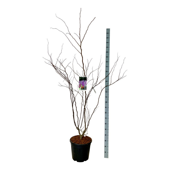 Kanadinis cercis (Lot Cercis can.) 'Forest Pansy' C30 150-175CM EXTRA
