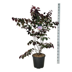 Kanadinis cercis (Lot Cercis can.) 'Forest Pansy' C30 150-175CM EXTRA - nuotrauka 2