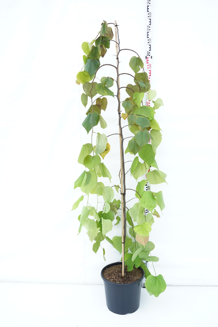 Kanadinis cercis (Lot Cercis can.) 'Golden Falls' C20 175-200 CM