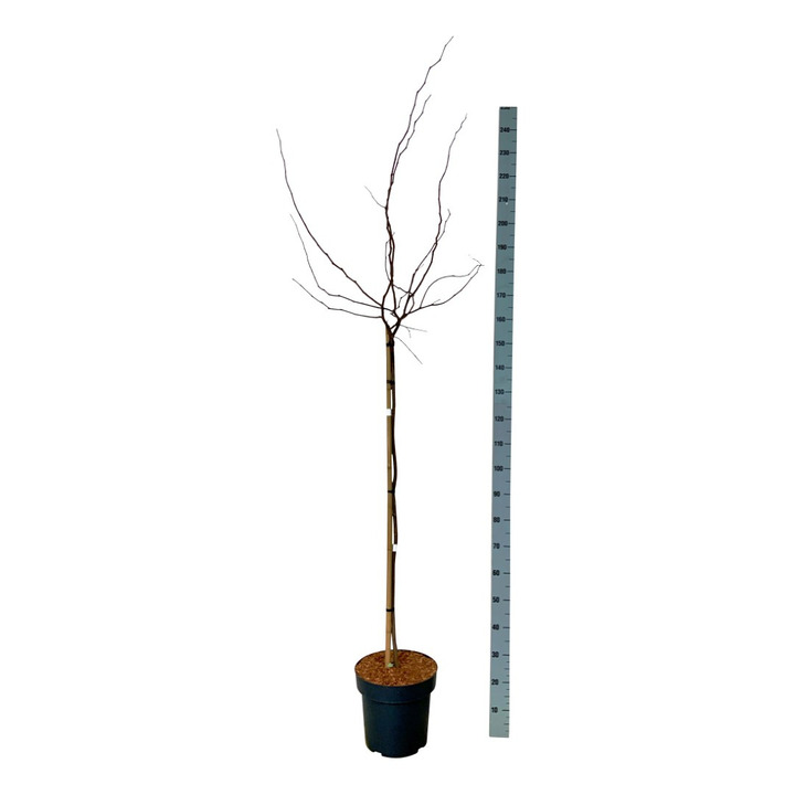 Kanadinis cercis (Lot Cercis can.) 'Merlot' C15 STIEBAS 120 CM