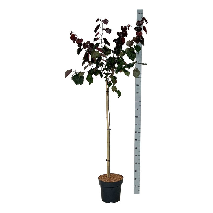 Kanadinis cercis (Lot Cercis can.) 'Merlot' C15 STIEBAS 120 CM