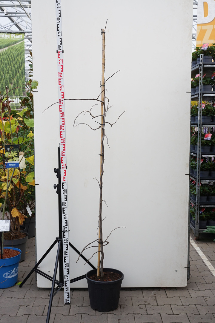 Kanadinis cercis (Lot Cercis can.) 'Ruby Falls' C12 200-250 CM