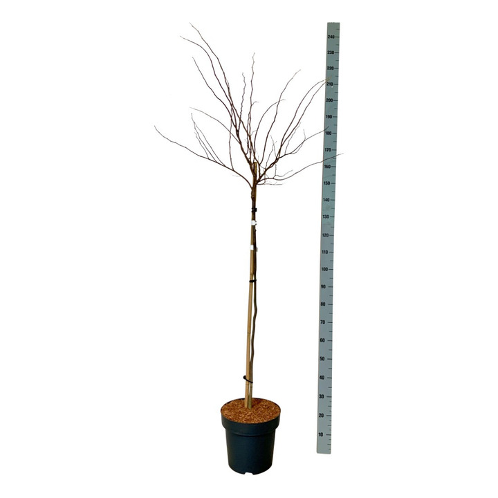 Kanadinis cercis (Lot Cercis can.) 'Rising Sun' C15 STIEBAS 120 CM