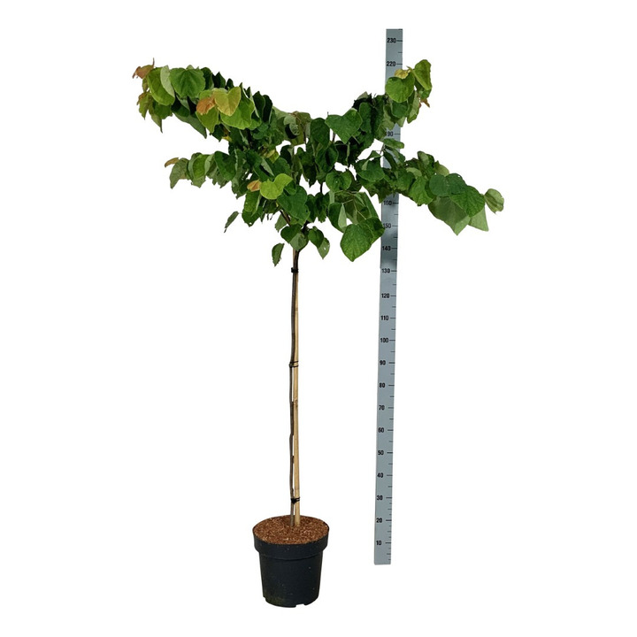 Kanadinis cercis (Lot Cercis can.) 'Rising Sun' C15 STIEBAS 120 CM
