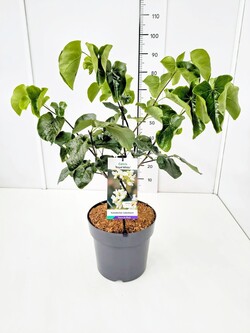 Kanadinis cercis (Lot Cercis can.) 'Royal White' C10 80-100 CM