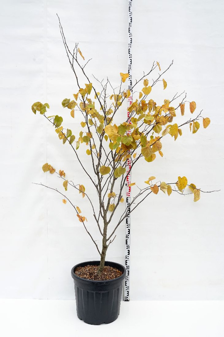 Kanadinis cercis (Lot Cercis can.) 'Shirobana' C35 150-175 CM