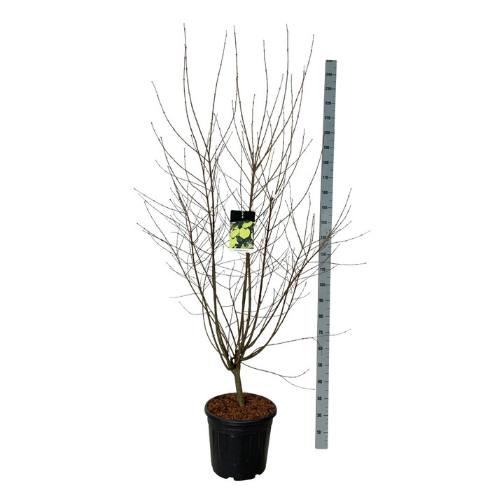 Puošmedis japoninis (Lot Cercidiphyllum japonicum) C30 150-175CM EXTRA
