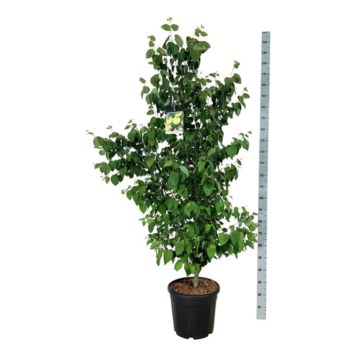 Puošmedis japoninis (Lot Cercidiphyllum japonicum) C30 150-175CM EXTRA