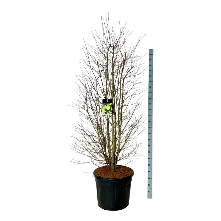 Puošmedis japoninis (Lot Cercidiphyllum japonicum) C90 200-225CM EXTRA