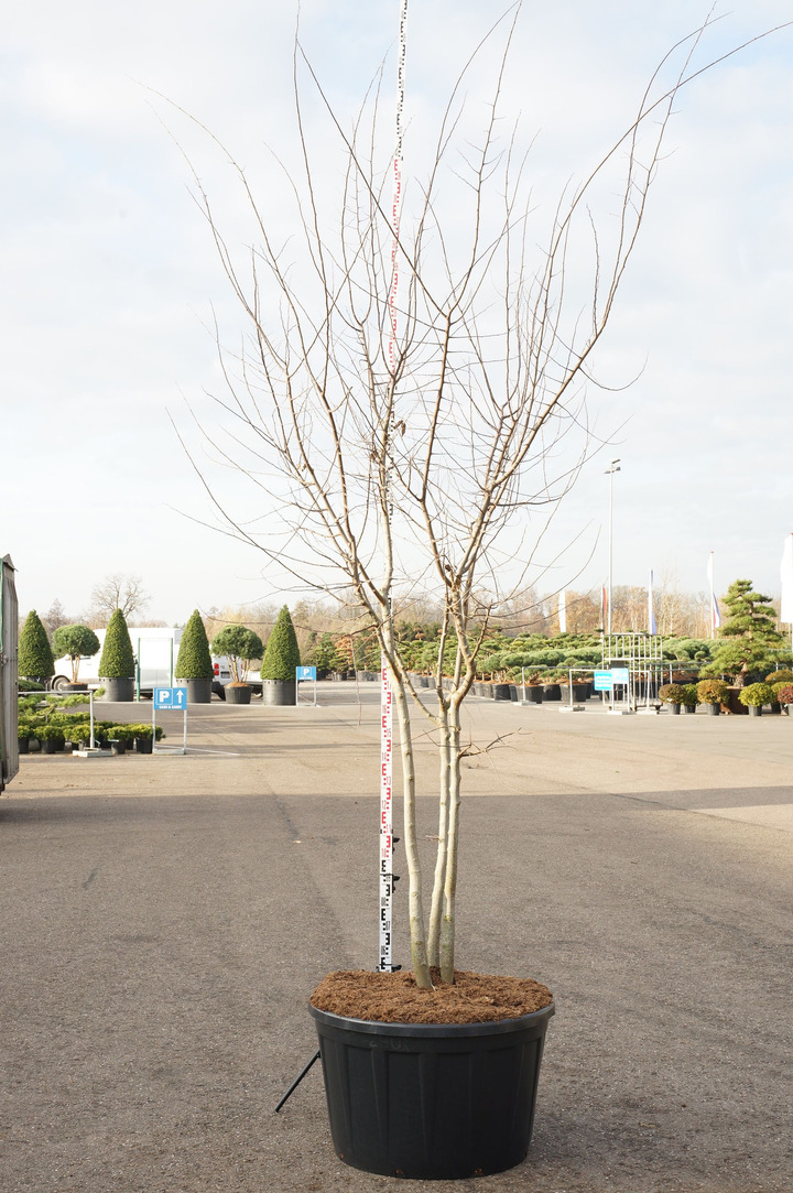 Celtis vakarinis (Lot Celtis occidentalis) C290 300-350 CM DAUGEKAMIENIS