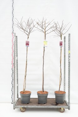 Cercis kanadinis MIX (Lot Cercis in) C12 STIEBAS 150 CM 2x6 'Forest Pansy' & 'Heart of Gold'