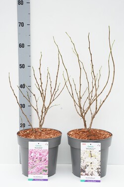 Cercis kanadinis MIX (Lot Cercis in) C5/P23 60-80 CM 9x 'Shirobana' & 8x 'Avondale'
