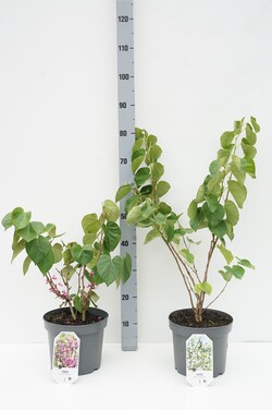 Cercis kanadinis MIX (Lot Cercis in) C5/P23 40-50 CM 2x6 'Merlot' & 'Avondale'& 1x5 'Shirobana'
