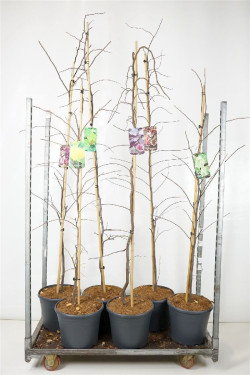 Cercis kanadinis MIX (Lot Cercis in) C18 150-200 CM