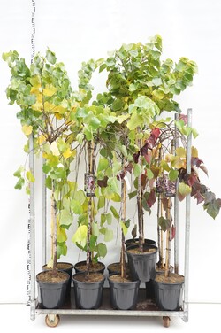 Cercis kanadinis MIX (Lot Cercis in) C12 STIEBAS 120 CM 5x3 'Lavender Twist', 'Ruby Falls', 'Texas White', 'Traveller' & 'Avonda
