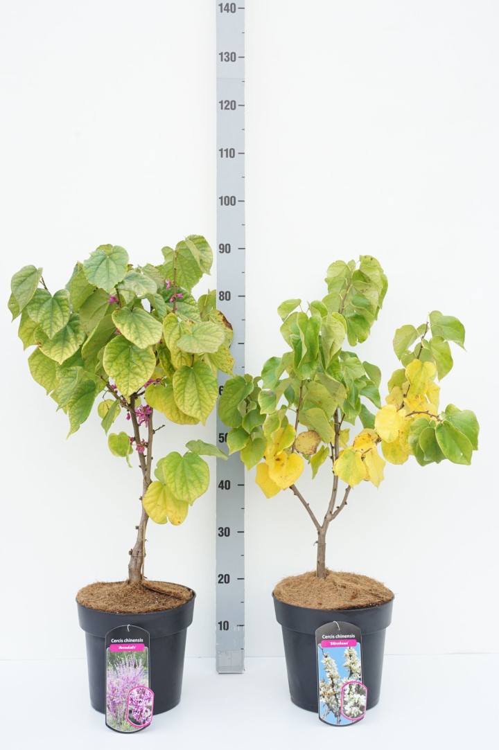 Cercis kanadinis MIX (Lot Cercis in) C7/P24 50-60 CM 8x 'Avondale' & 7x 'Shirobana'