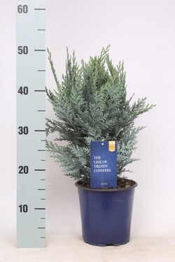 Puskiparisis lausono (Lot Chamaecyparis l.) 'Pelt's Blue' C2/P17 30-40 CM