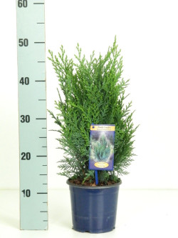 Puskiparisis lausono (Lot Chamaecyparis l.) 'Pelt's Blue' C1,5/P15 30-40 CM