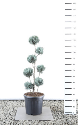 Puskiparisis lausono (Lot Chamaecyparis l.) 'Pelt's Blue' MULTIB 80-100 CM EXTRA C25