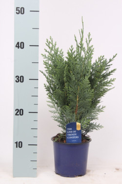 Puskiparisis lausono (Lot Chamaecyparis l.) 'Columnaris' C1/P13 30-40 CM