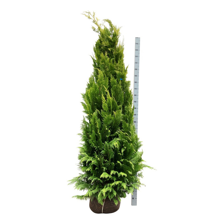 Puskiparisis lausono (Lot Chamaecyparis l.) 'Ivonne' 200-225 CM RB EXTRA