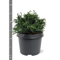 Puskiparisis lausono (Lot Chamaecyparis l.) 'Lycopodioides' C3/P19 25-30 CM