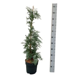 Puskiparisis lausono (Lot Chamaecyparis l.) 'Spek' C5/P23 50-60 CM