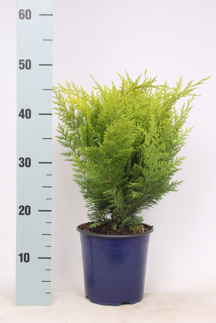 Puskiparisis lausono (Lot Chamaecyparis l.) 'Stardust' C2/P17 30-40 CM