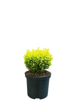 Puskiparisis lausono (Lot Chamaecyparis l.) 'Treasure Island' C2,5/P18 15-20 CM