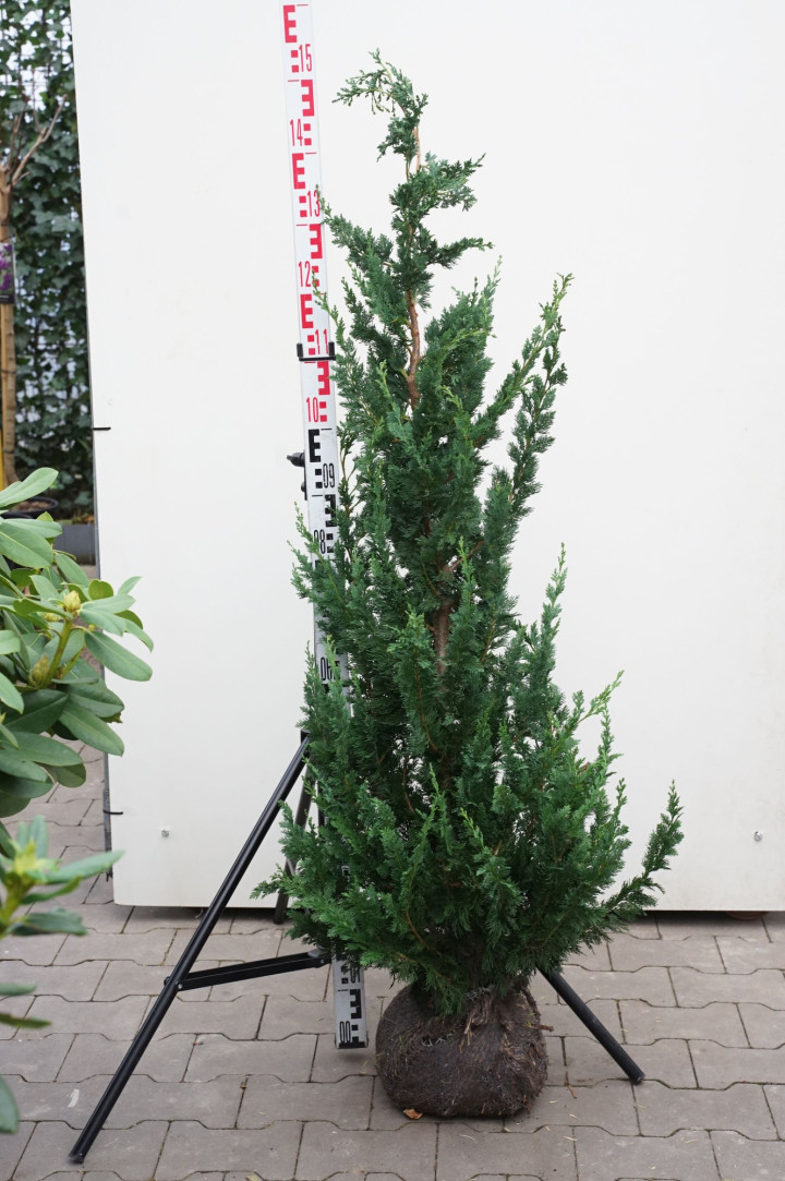 Puskiparisis lausono (Lot Chamaecyparis l.) 'Wisselii' 100-125 CM RB