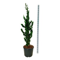 Puskiparisis lausono (Lot Chamaecyparis l.) 'Wissel's Saguaro' C55 175-200CM EXTRA